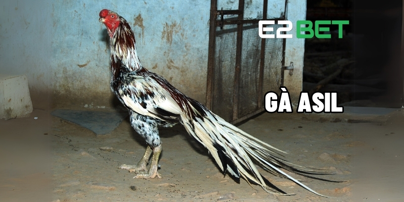 Giới Thiệu Về Gà Asil – Chiến Kê Nổi Tiếng Thế Giới Trên Sân Chơi E2BETT 1 Gà Asil