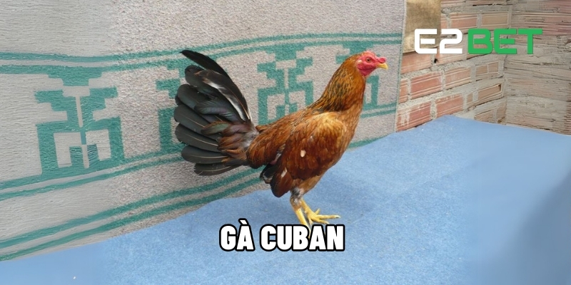 Gà Cuban – Siêu Chiến Kê Săn Đầu Hàng Đầu Trên Sân Đá Gà E2BET 1 gà Cuban