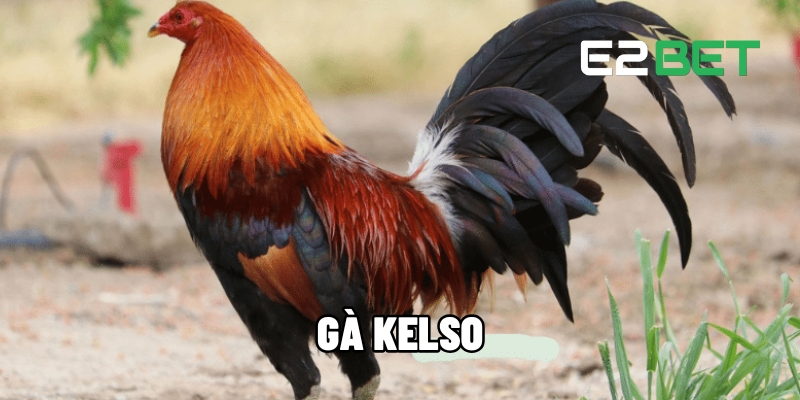 Gà Kelso – Siêu Chiến Kê Đỉnh Cao Trên Sân Chơi Đá Gà E2BET 1 Gà Kelso