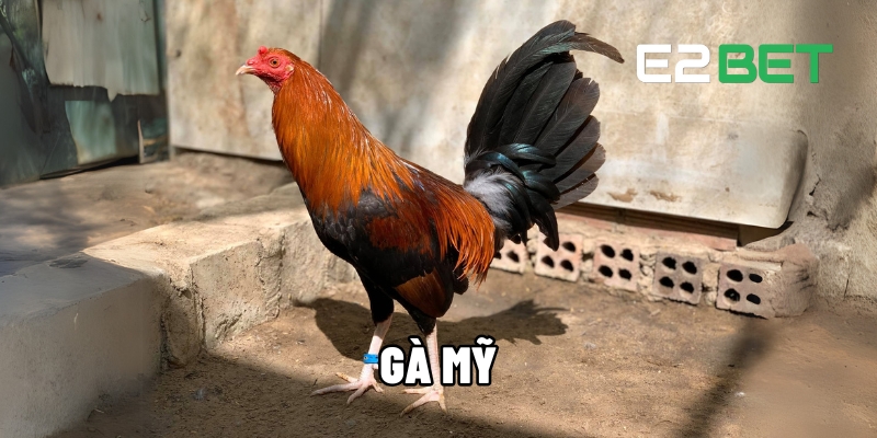 Gà Mỹ – Siêu Chiến Kê Huyền Thoại Trên Sân Đá Gà E2BET 1 gà Mỹ