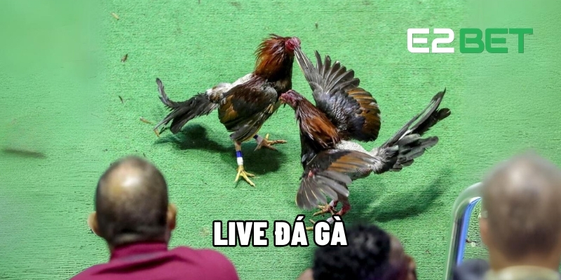 Live Đá Gà E2BET – Hồi Hộp Và Sống Động Từng Khoảnh Khắc 1 Live đá gà