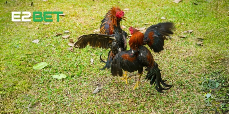 Nắm Rõ Thuật Ngữ Đá Gà Nâng Cao Kỹ Năng Cá Cược Tại E2BET 4 Một số thuật ngữ đá gà trong quá trình luyện gà tại E2BET