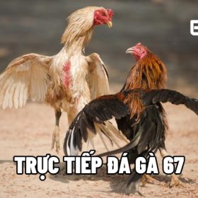 truc tiep da ga 67 1