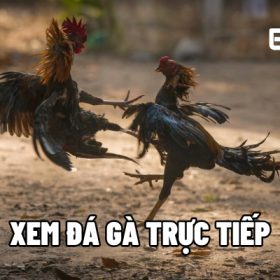 xem da ga truc tiep 1