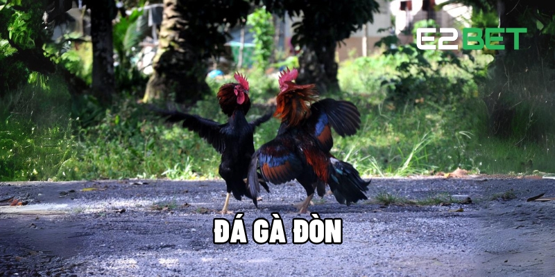 Đá Gà Đòn E2BET - Cuộc Đối Đầu Của Các Chiến Kê Thực Thụ 1 Đá gà đòn