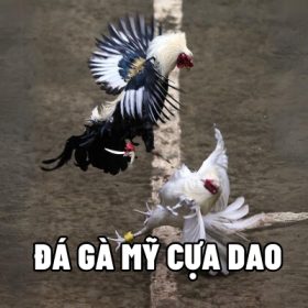 Đá gà Mỹ cựa dao