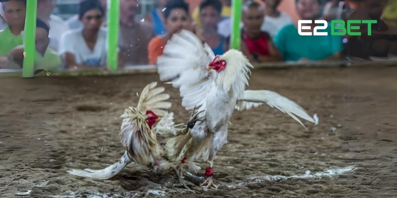 Đá Gà Mỹ Cựa Dao - E2BET Trực Tiếp Mọi Mùa Giải Lớn 3 Tìm hiểu luật đá gà cựa dao chuẩn từ sới chuyên nghiệp