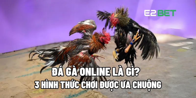Đá Gà Online Là Gì? Tìm Hiểu 3 Cách Chơi Phổ Biến Nhất 1 Đá gà online