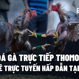 Đá gà trực tiếp Thomo