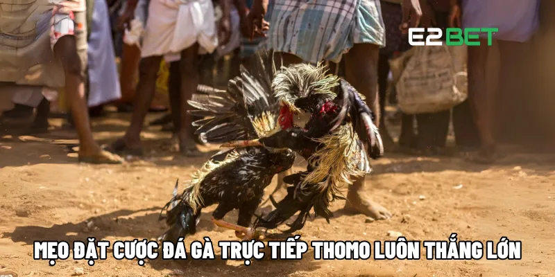 Đá Gà Trực Tiếp Thomo – Chọi Kê Trực Tuyến Hấp Dẫn Tại E2BET 4 Mẹo đặt cược đá gà trực tiếp Thomo luôn thắng lớn